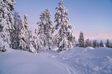 Beautiful scenic view of frozen spruce trees in famous national park on northern european environment, natural landmark of Riisitunturi in Lapland destination wanderland