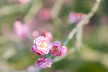 Obraz premium 紅梅