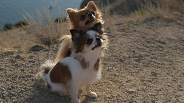 two funny pet chihuahua dogs embrace hugging during obedience training on summer sea mountain coast in sunset