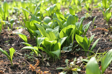 Bear garlic plants Allium ursinum growing wild under trees shade.