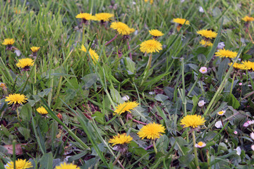 Campo di Tarassaco con fiori gialli e bianchi