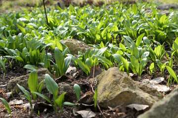 Bear's garlic Allium ursinum growing wild under trees.