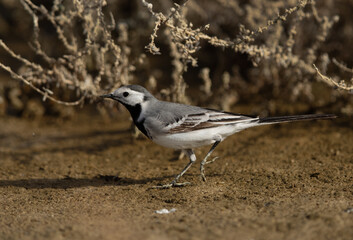 Closeup of a White wagtail at hamala, Bahrain