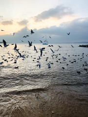 Many gulls fly over the sea