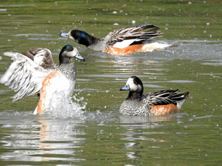 Trio of Chiloé Wigeon Bathing