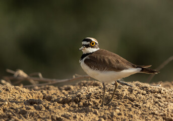 Little ringed plover at hamala, Bahrain