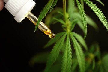 Hemp oil extract concept for alternative medicine with Cannabidiol content in cannabis. Close-up of drip dosing of biological and ecological cannabis plant. Marijuana is medicine