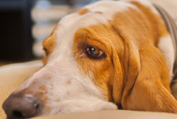 Close up selective focus image on the eyes of a tan and white basset hound lying on a dog bed with his jowls and ears spreading out.