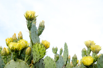 Prickly pear cactus in bloom during spring, isolated on background.