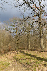 Fototapeta na wymiar Chêne pédonculé, quercus robur, hiver, forêt domaniale de Sénart, 91, Essonne