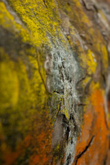 autumn, nature, leaves, fall, leaf, tree, forest, green, yellow, season, grass, park, red, moss, natural, orange, landscape, stone, fire, plant, water, foliage, outdoors, brown, rock, abstract, select