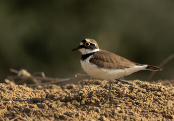 Little ringed plover at hamala, Bahrain