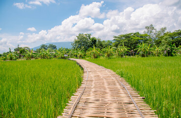 A bamboo bridge stretches in the green rice fields.