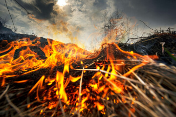 Fire burns grass and forest