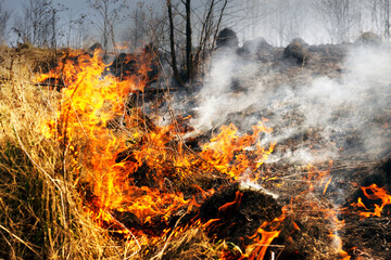 Fire burns grass and forest