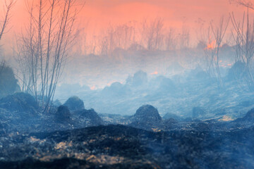 Fire burns grass and forest