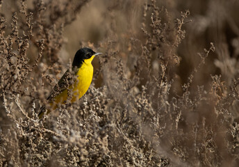 Yellow Wagtail on bush at Hamala, Bahrain