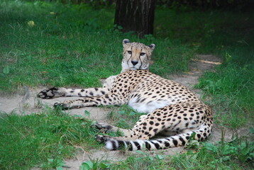 Gepard