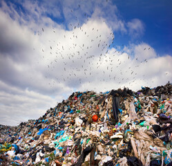many seagull birds over the trash can