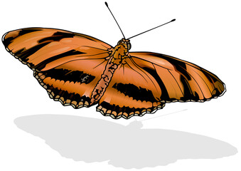Banded Orange Heliconian - Beautiful Butterfly Dryadula phaetusa Isolated on White Background, Vector Illustration