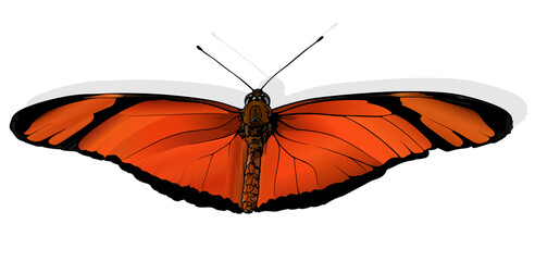 Julia - Beautiful Butterfly Dryas iulia Isolated on White Background, Vector Illustration