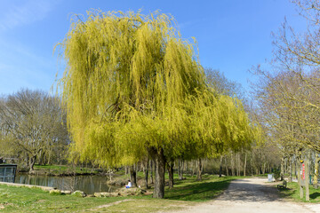 Saule pleureur, Salix babylonica, Base régionale de loisirs du Port aux Cerises, 91210 , Draveil, Essonne