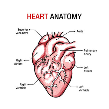 Close up black and white heart anatomy with labels graphic design. Free Vector