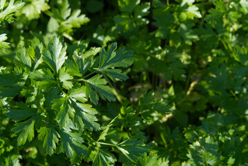 Fototapeta na wymiar Organic green parsley vegetable top view image