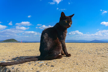 黒猫と青空　福岡県猫島 相島