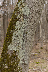 Chêne pédonculé, quercus robur, Mousse, Bryophyta, lichen, Parmelia caperata