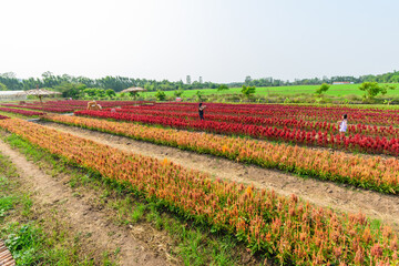 Beautiful colorful Chinese wool Flower park in sunset time
