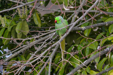 Perruche à collier,.Psittacula krameri, Rose ringed Parakeet