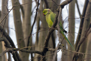 Perruche à collier,.Psittacula krameri, Rose ringed Parakeet