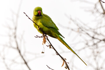 Perruche à collier,.Psittacula krameri, Rose ringed Parakeet