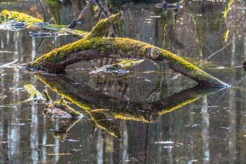 Waldsee im Frühjahr