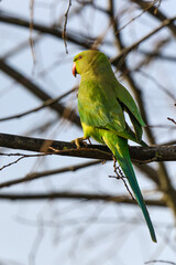 Perruche à collier,.Psittacula krameri, Rose ringed Parakeet