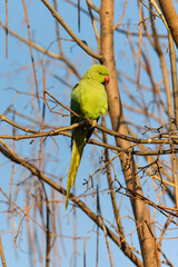 Perruche à collier,.Psittacula krameri, Rose ringed Parakeet