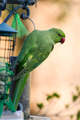 Perruche à collier,.Psittacula krameri, Rose ringed Parakeet