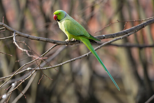 Perruche &agrave; collier,.Psittacula krameri, Rose ringed Parakeet