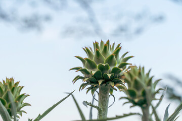 Naklejka na ściany i meble Fresh artichokes in garden, Vegetables for a healthy diet. Horticulture artichokes, close up shot of green artichokes growing in garden.