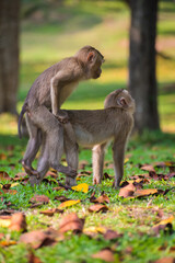 Rear view of couple love monkey in nature in Khao Yai National Park, Thailand.