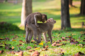 Rear view of couple love monkey in nature in Khao Yai National Park, Thailand.