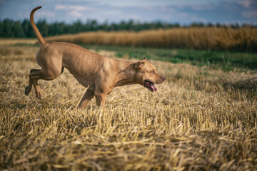 Young handsome pit bull terrier playing in the mown wheat field.