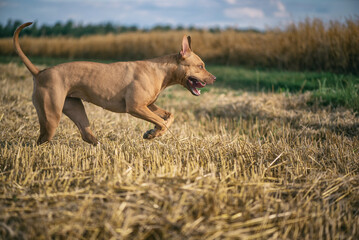 Fototapeta premium Young handsome pit bull terrier playing in the mown wheat field.