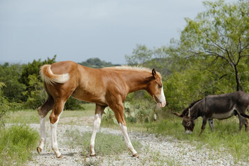 Naklejka na ściany i meble Paint horse colt walking across path in Texas field during summer.
