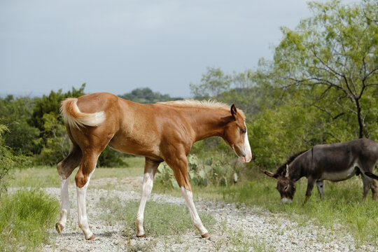 Paint horse colt walking across path in Texas field during summer.