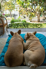 Cute dogs lying on blue mat outdoor.