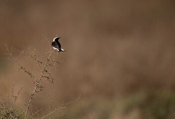 Pied wheatear in it s habitat at hamala, Bahrain