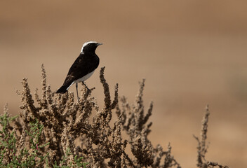 Pied wheatear perched on bush at Hamala, Bahrain