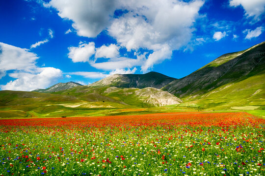Poppies growing in a meadow, Castelluccio di Norcia, Umbria, Italy
